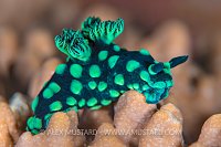 Green Nudibranch, Indonesia