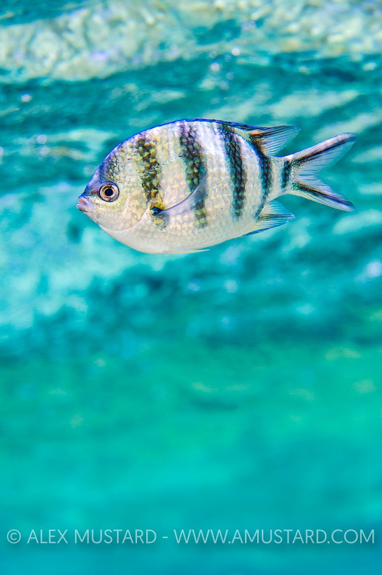 Scissortail Damselfish, Egypt