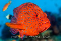 Coral Grouper, Egypt