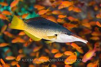 Female Bird Mouth Wrasse, Egypt