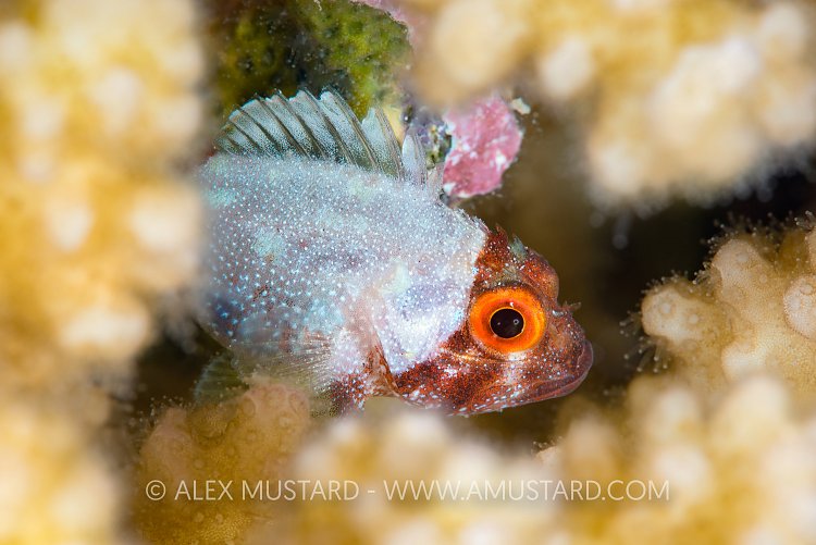 Scorpionfish In Corals, Egypt