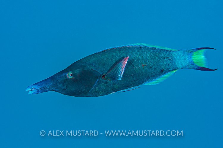 Bird Mouth Wrasse, Egypt