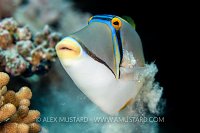 Picasso Trigger, Egypt