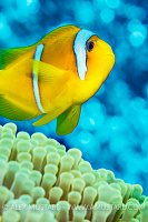 Anemonefish Portrait, Egypt