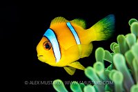 Anemonefish Portrait, Egypt