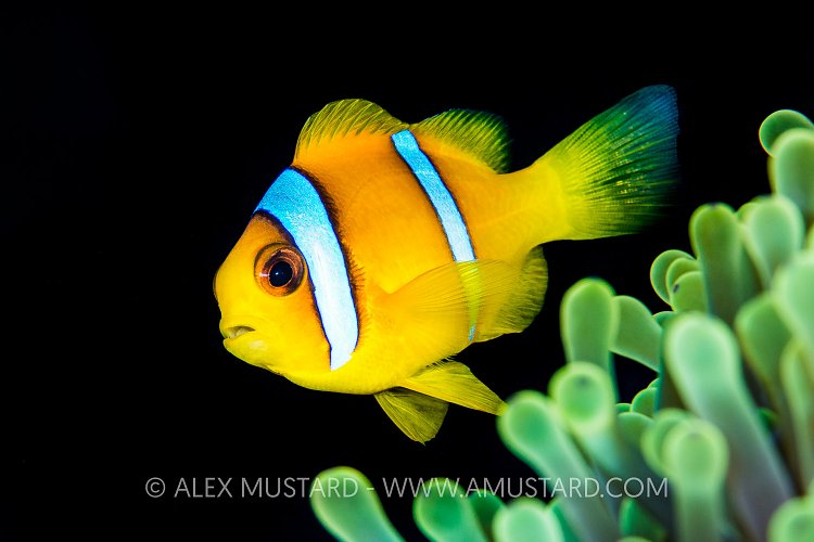 Anemonefish Portrait, Egypt