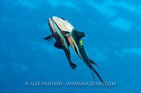 Slingjaw Wrasse Spawning, Egypt