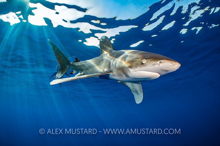 Oceanic Beneath Surface, Egypt