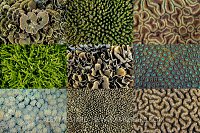 Hard Coral, Indonesia