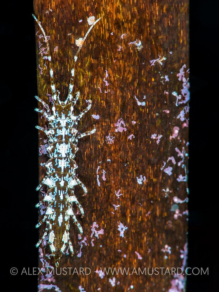 Isopod On Seagrass, Italy