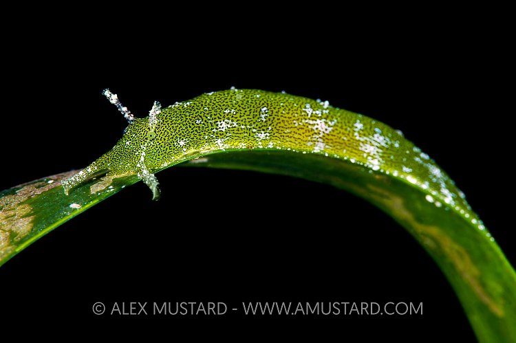 Green Sea Slug, Italy