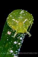 Green Sea Slug, Italy
