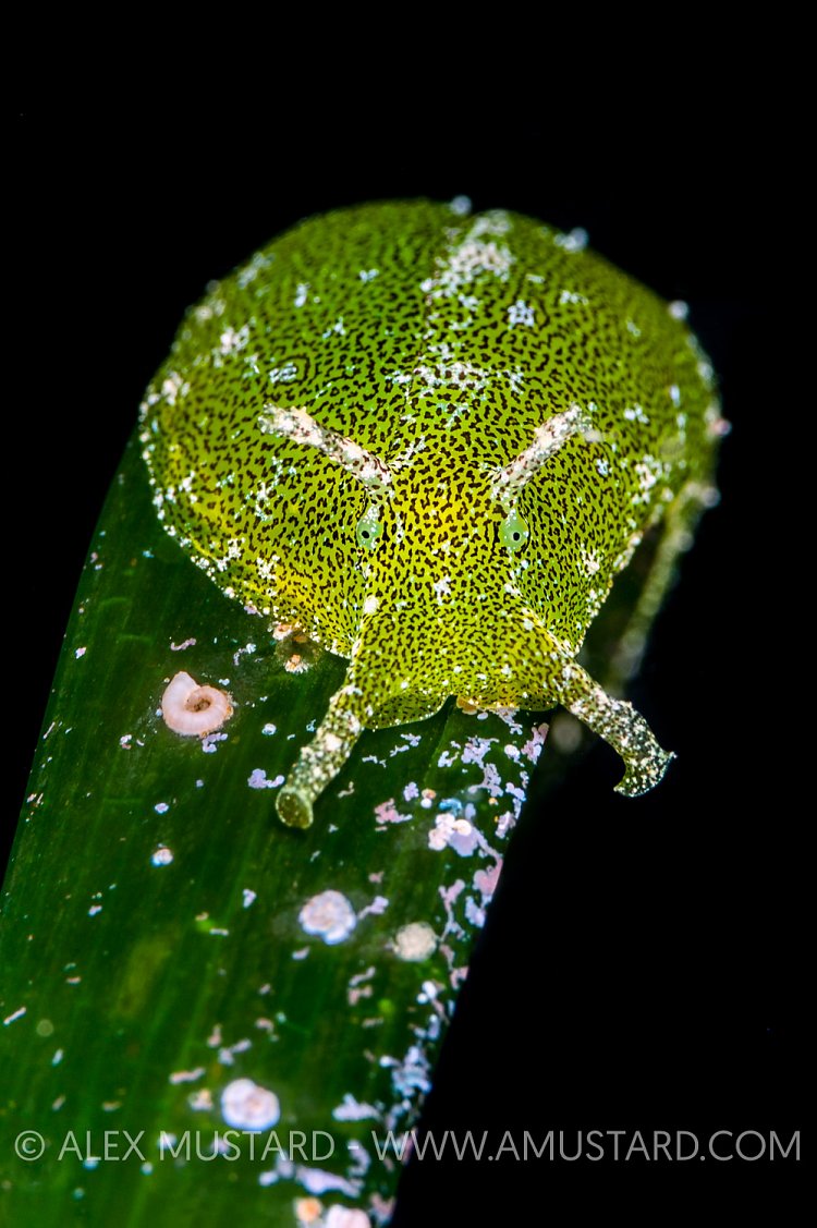 Green Sea Slug, Italy