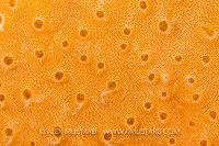 Orange Squirt, Italy