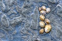 Limpets On Rocks, UK
