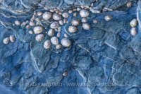 Limpets On Rocks, UK
