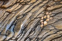 Limpets On Rocks, UK