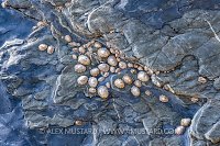 Limpets On Rocks, UK