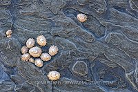 Limpets On Rocks, UK