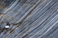 Whelk At Low Tide, UK