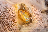Blue-Rayed Limpet, UK