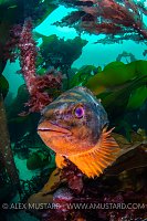 Orange Lumpsucker, UK