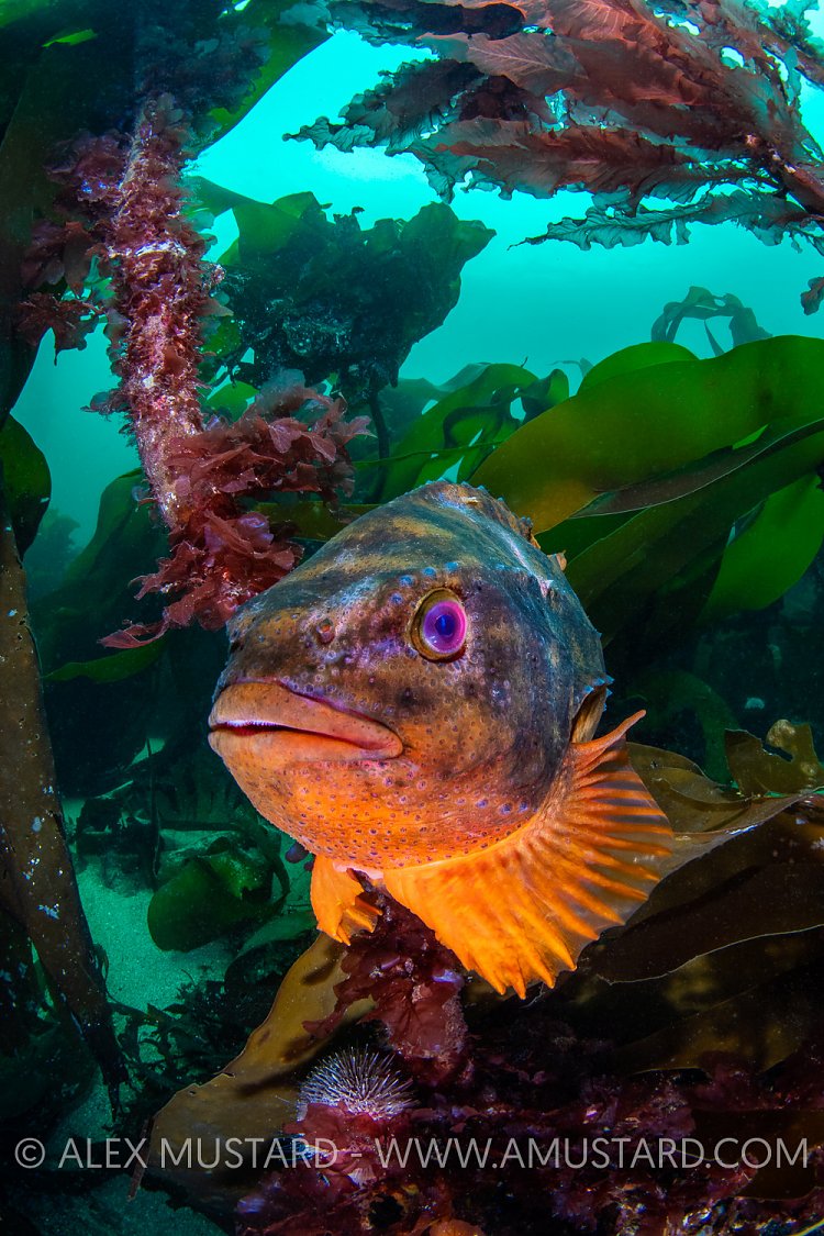 Orange Lumpsucker, UK