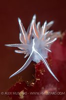 Nudibranch Portrait, UK