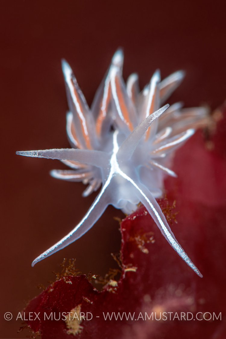 Nudibranch Portrait, UK