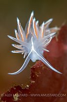 Nudibranch Portrait, UK
