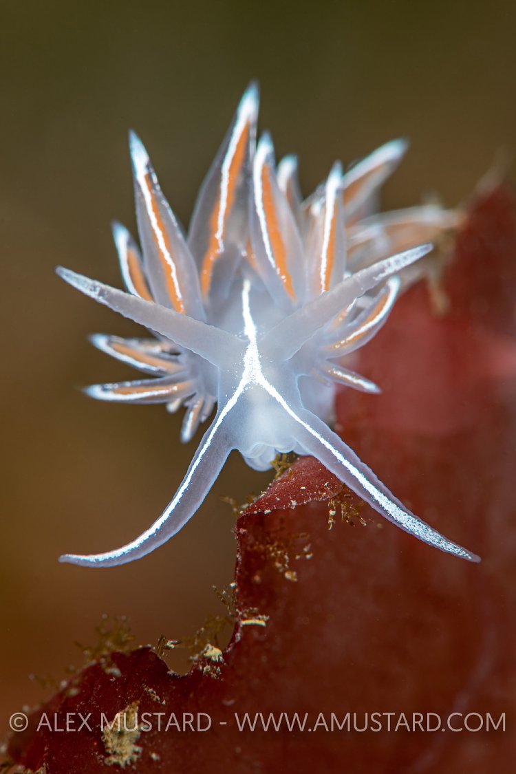 Nudibranch Portrait, UK