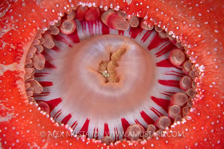 Dahlia Anemone Details, UK
