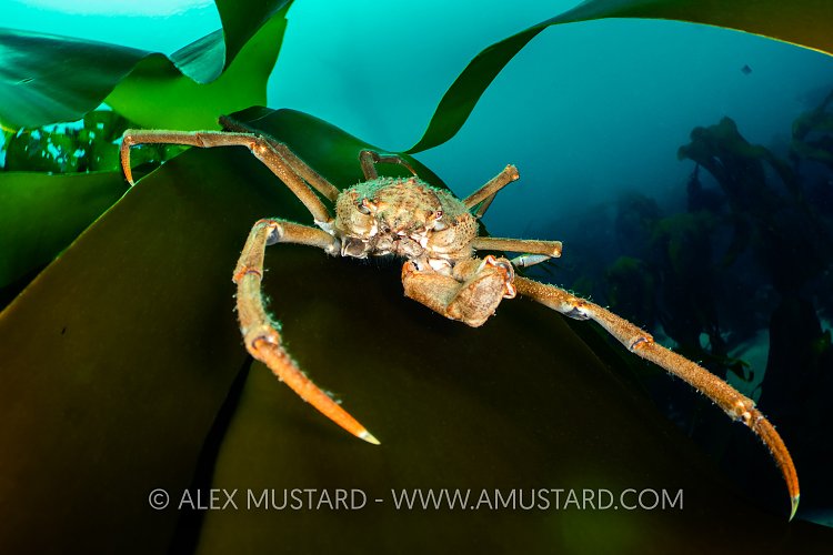 Spider Crab On Kelp, UK