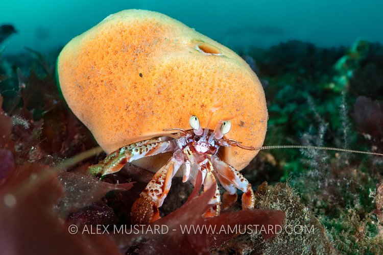 Hermit Crab With Sponge Covered Shell, UK