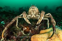 Sea Toad Portrait, UK