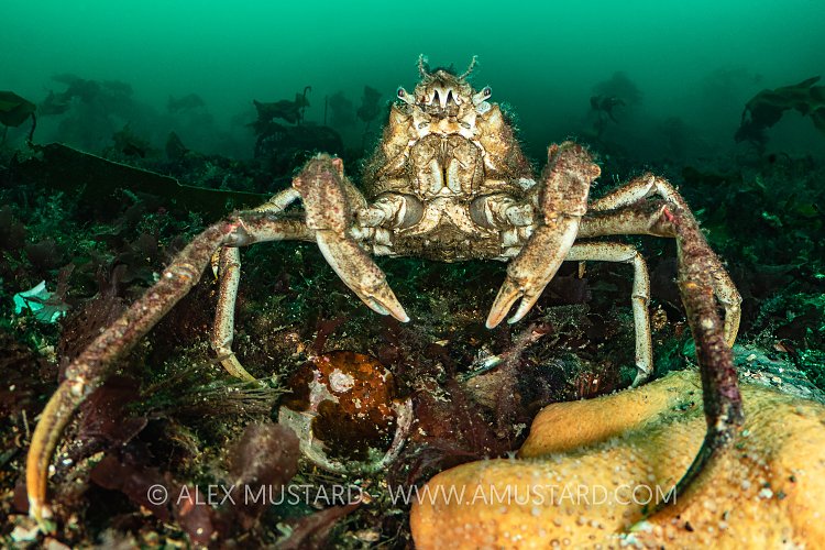 Sea Toad Portrait, UK