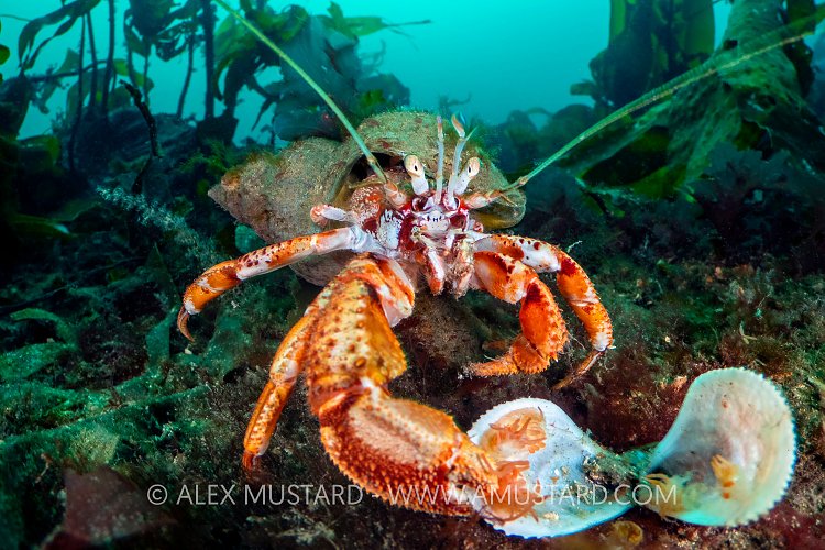 Hermit Crab Feeding On Flame Shell, UK