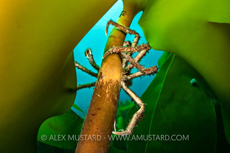 Spider Crab Climbing, UK
