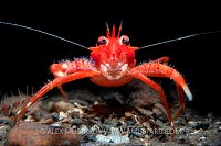 Squat Lobster Portrait, UK