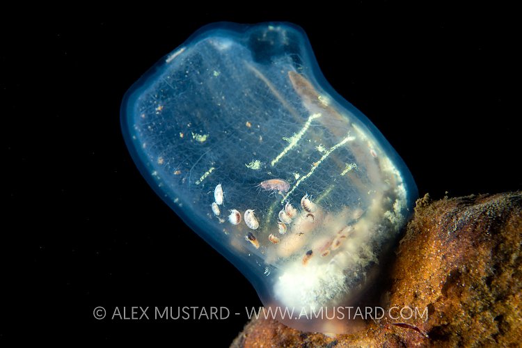 Amphipods On Sea Squirt, UK