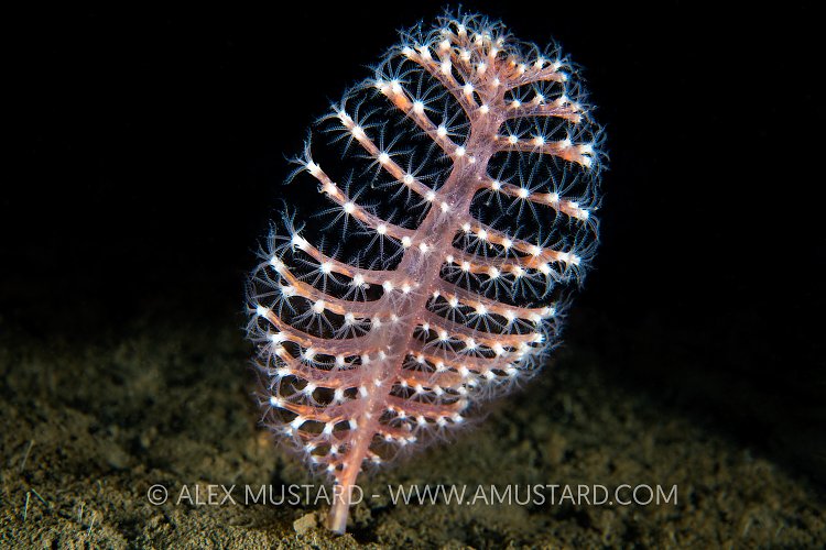 Sea Pen, UK