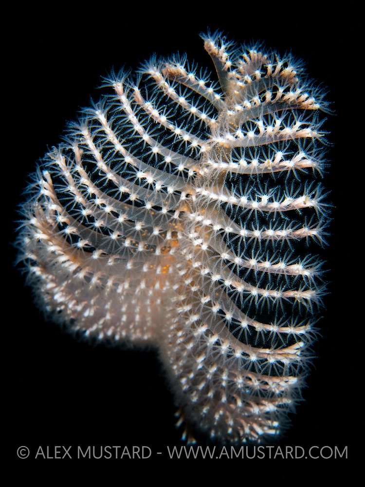 A Sea Pen, UK