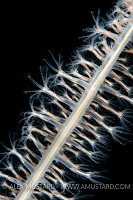 Sea Pen Polyp Detail, UK