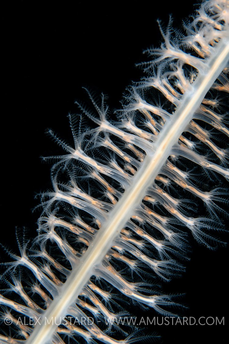 Sea Pen Polyp Detail, UK