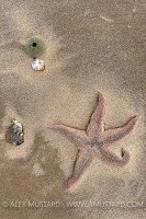 Starfish Wash Out. UK