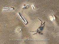 Marine Life Wash Out, UK