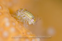 Amphipod On Soft Coral, UK