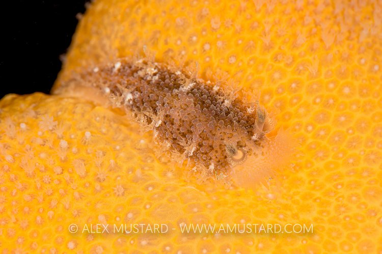 Nudibranch On Soft Coral, UK