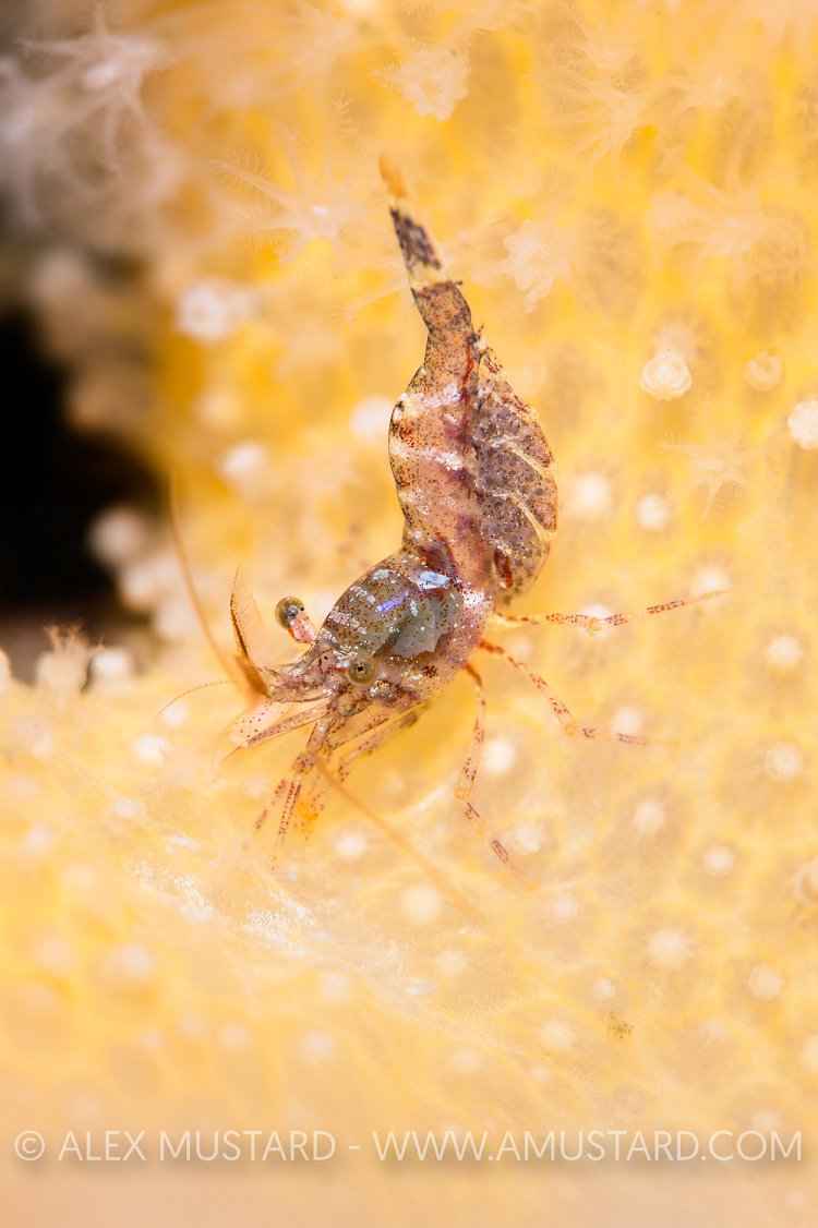 Shrimp On Soft Coral, UK