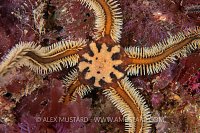 Brittlestar Face, UK